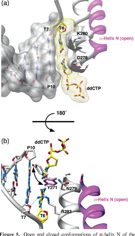 Structure and Mechanism of DNA Polymerase β .